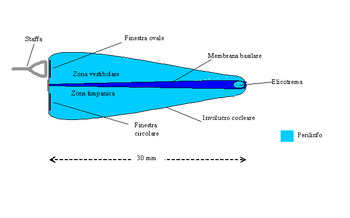 membrana